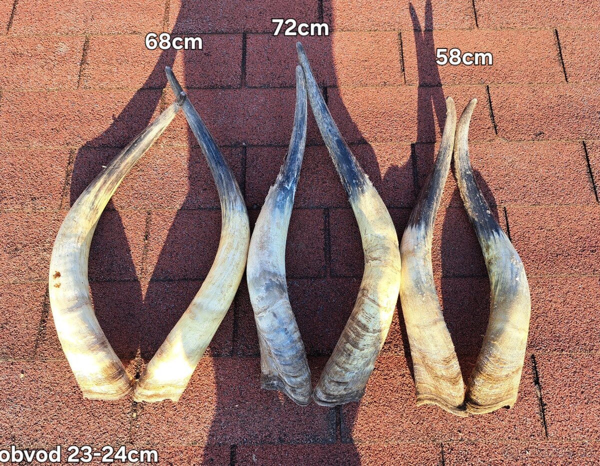 Trofeje, rohy maďarský stepný - 11