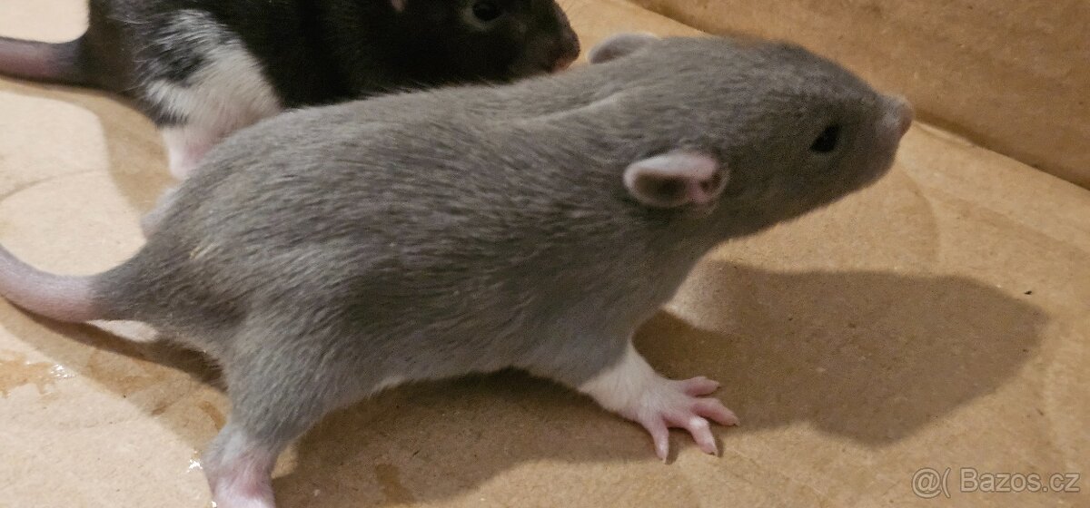 Vymazlená mláďata potkana - holky REX - 11