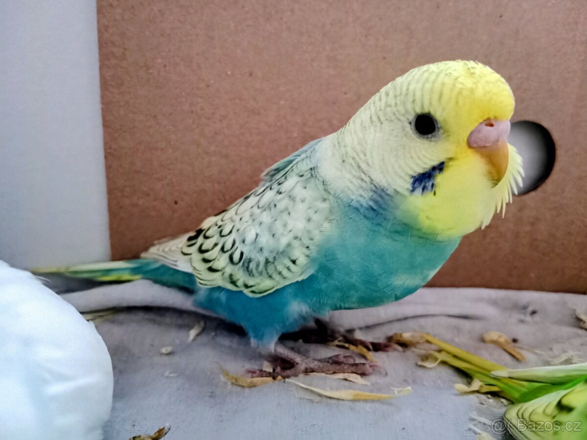 Andulka vlnkovaná - 11