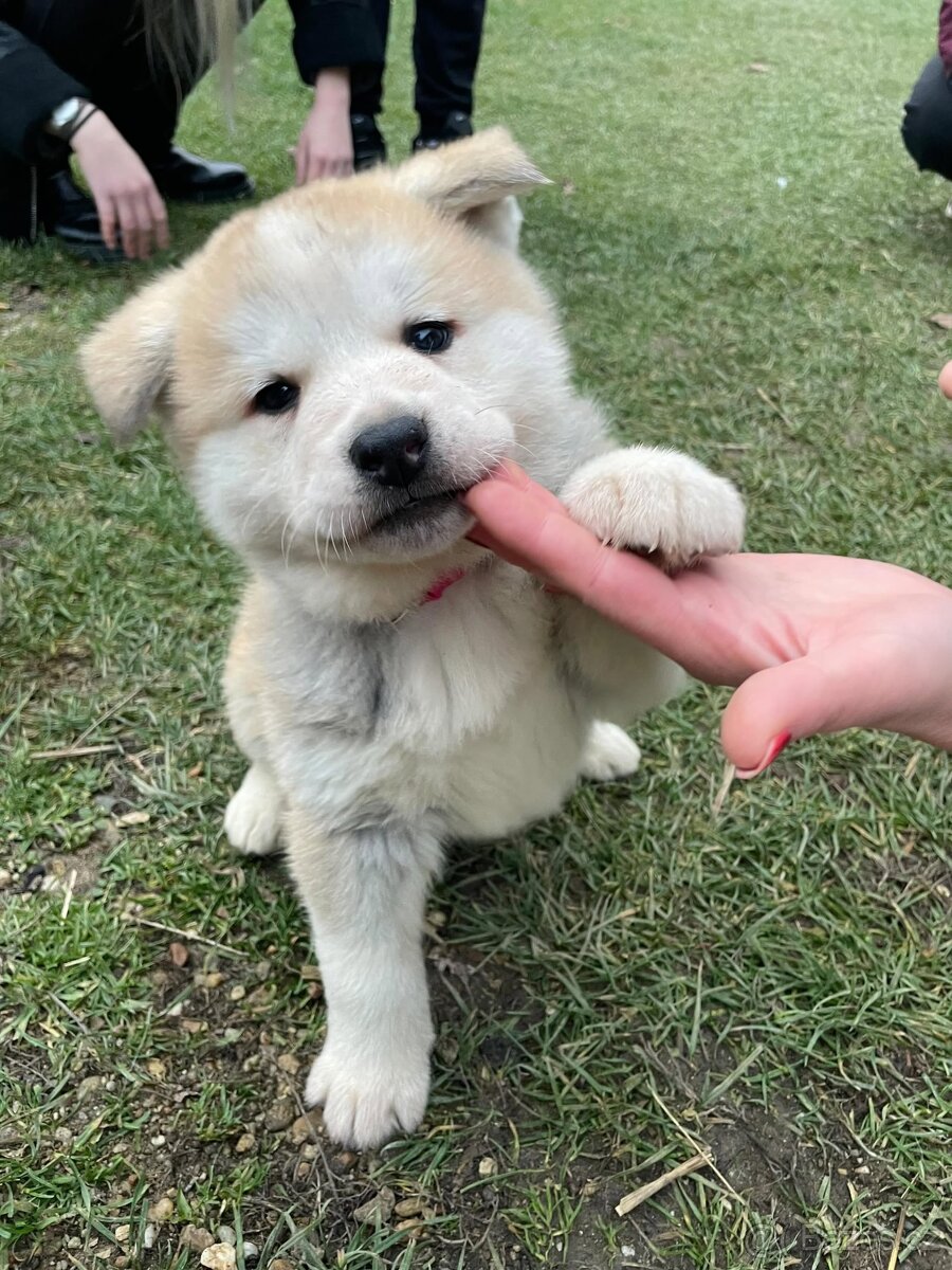 Akita inu šteňátka - 11