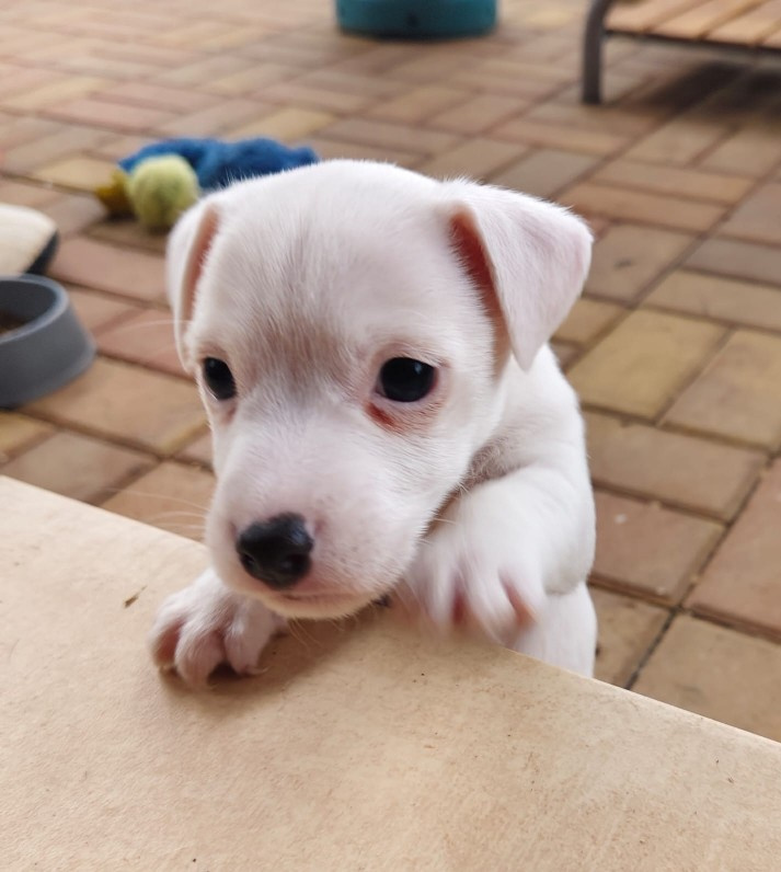 štěňata Jack Russell teriér - 11