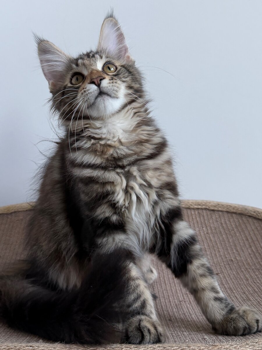 Mainska myvali kotata s PP - 11