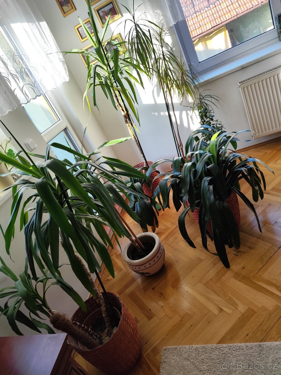 Pokojové rostliny - 11