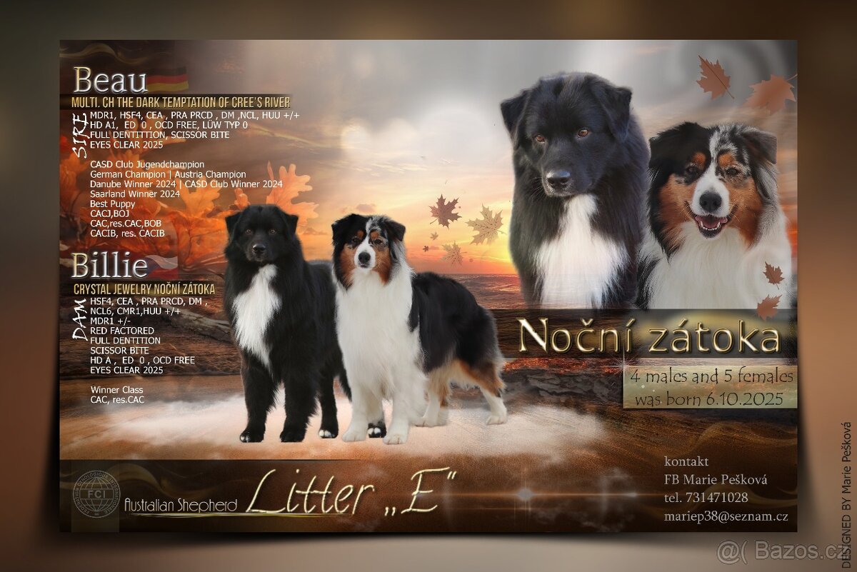 Australských ovčák s PP - 11