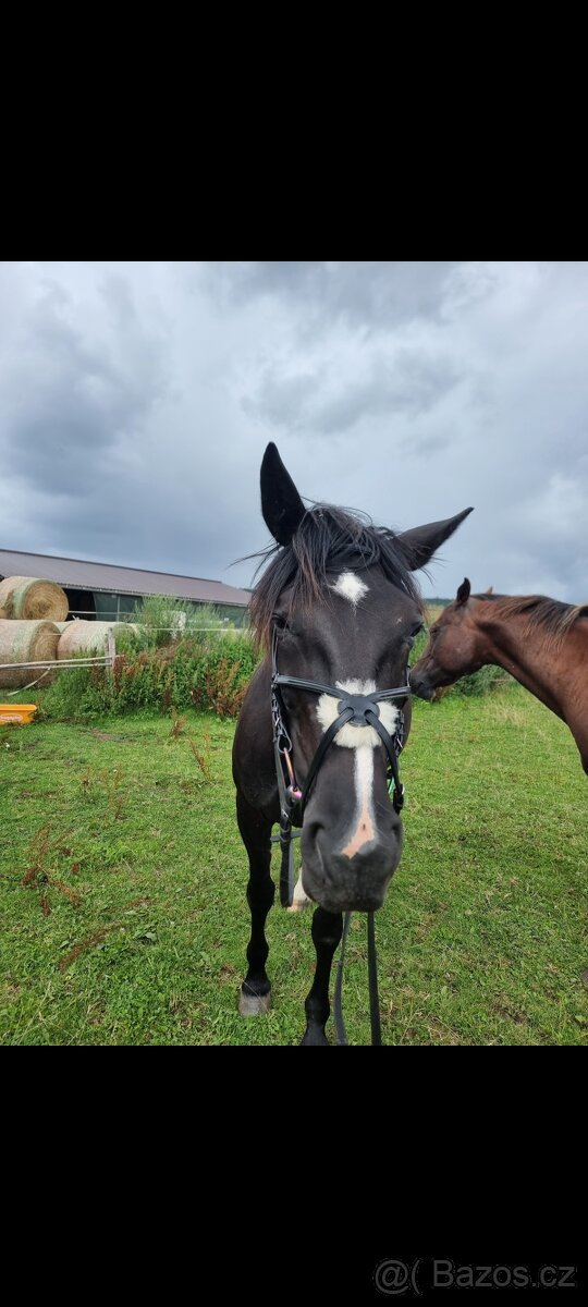Uzdečka s mexickým nánosníkem - 11