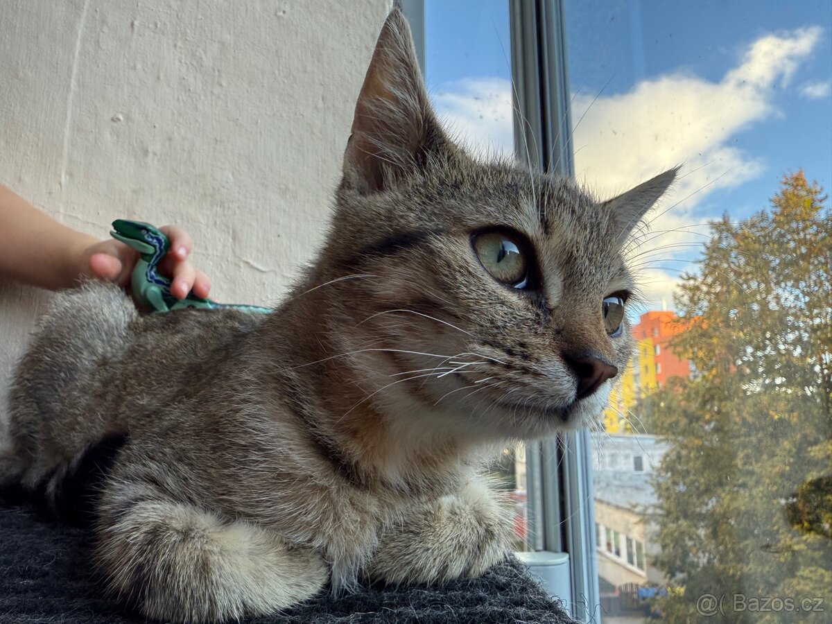 Kocourek Bobek - 5 měsíců. - 11