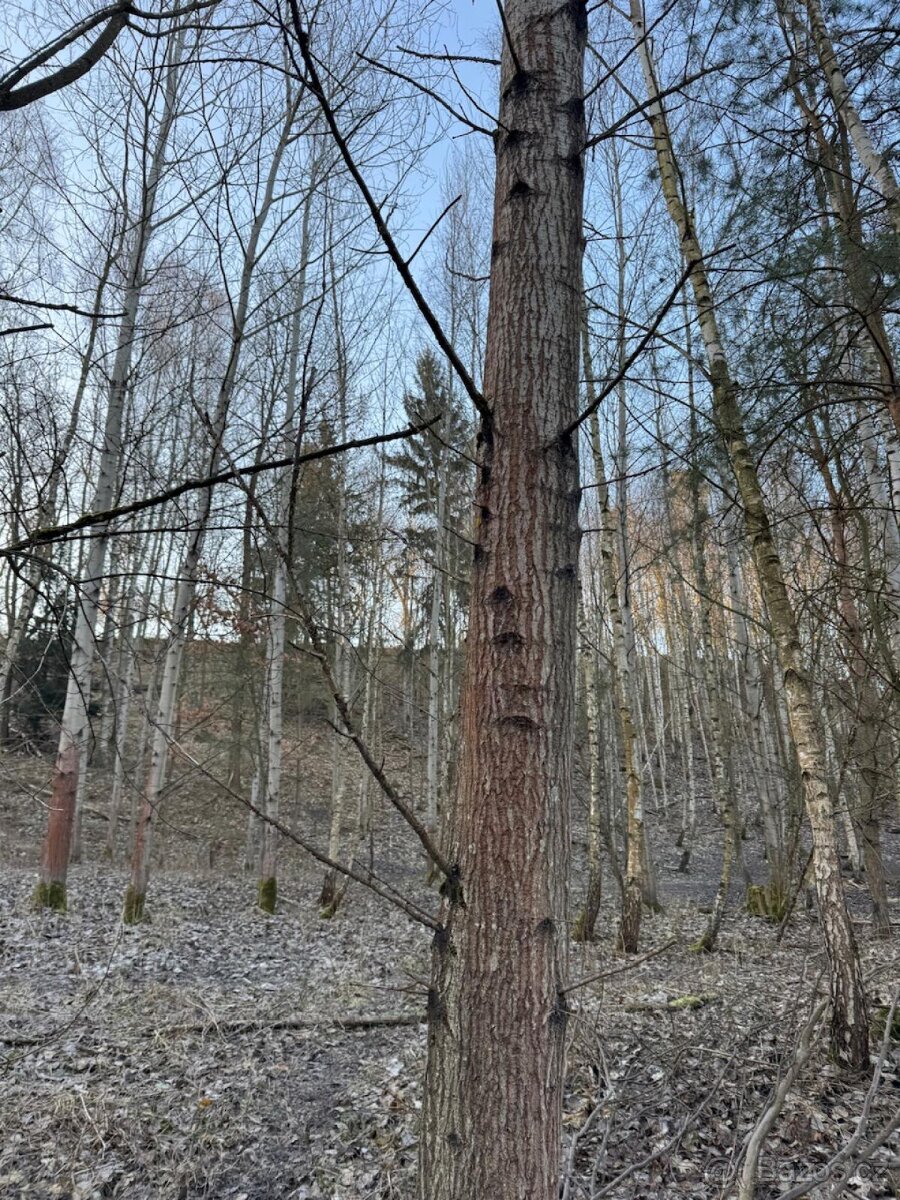 Prodám lesní pozemek v katastrálním území Radouň - 11