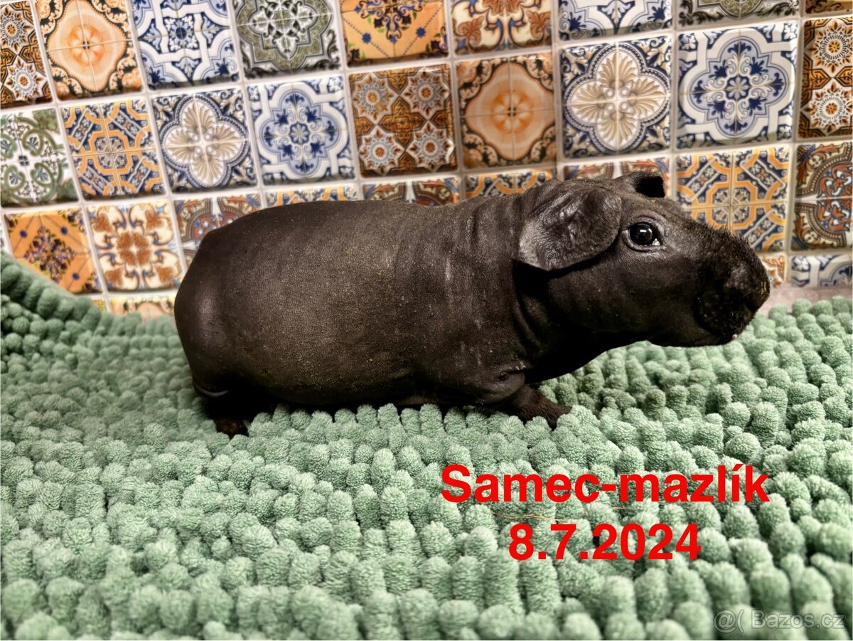 Samečci skinny morčátek - 11