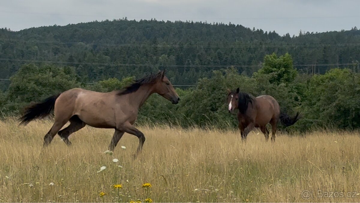 Prodáme 1,5 letou klisnu Českého teplokrevníka, ČT - 11