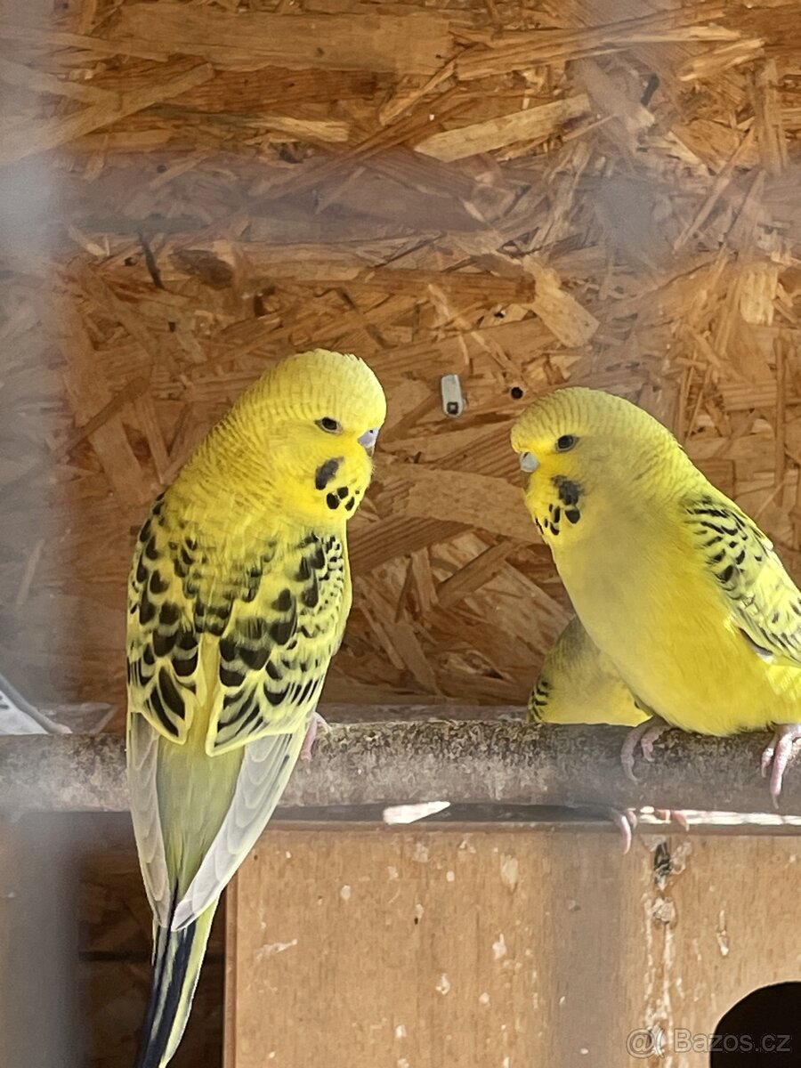 Papoušek vlnkovaný - TCB Andulka - 11