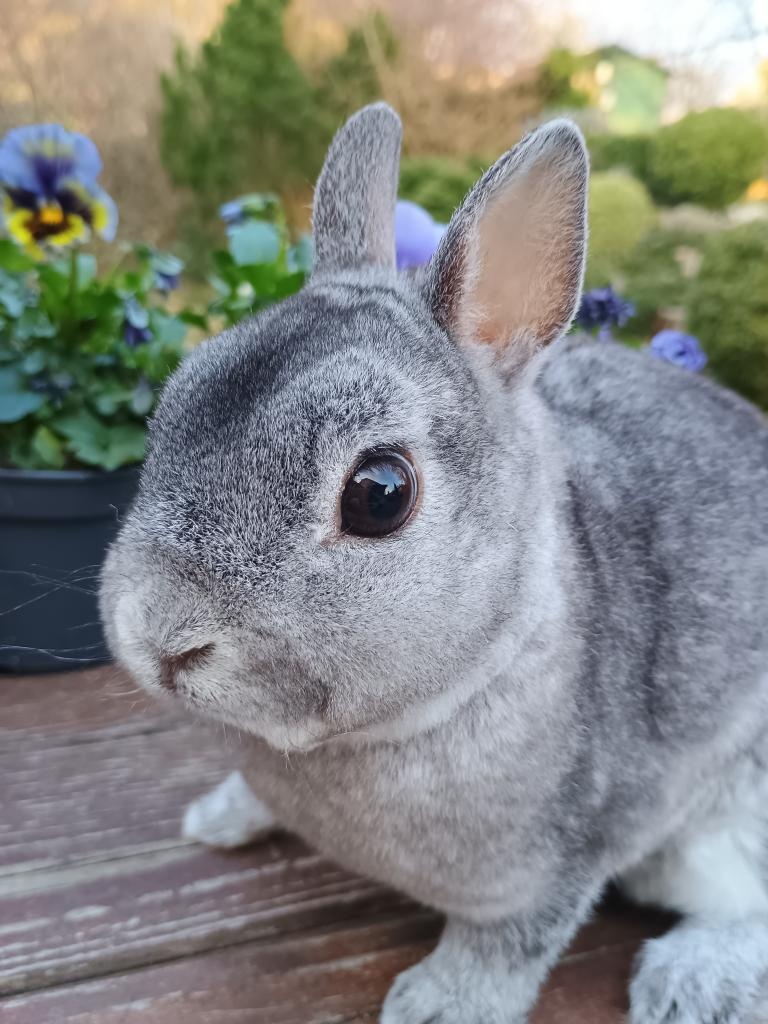 Zakrslý rexík činčilový - 11