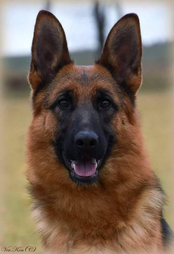 Německý ovčák-štěňátka typ Rex k rezervaci-odběr říjen - 11