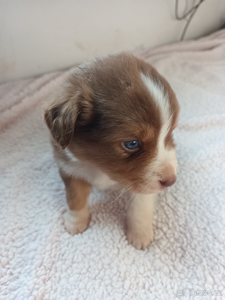 Australský ovčák bez PP - 11