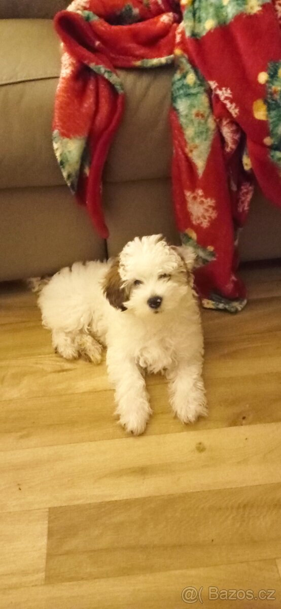 Čínský chocholatý pes - 11