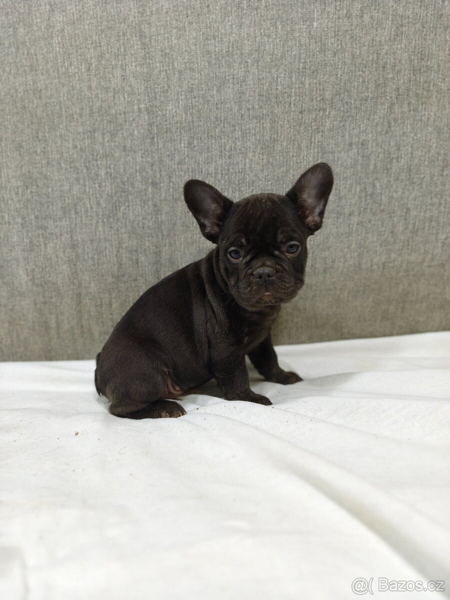 Francouzsky buldoček - 11