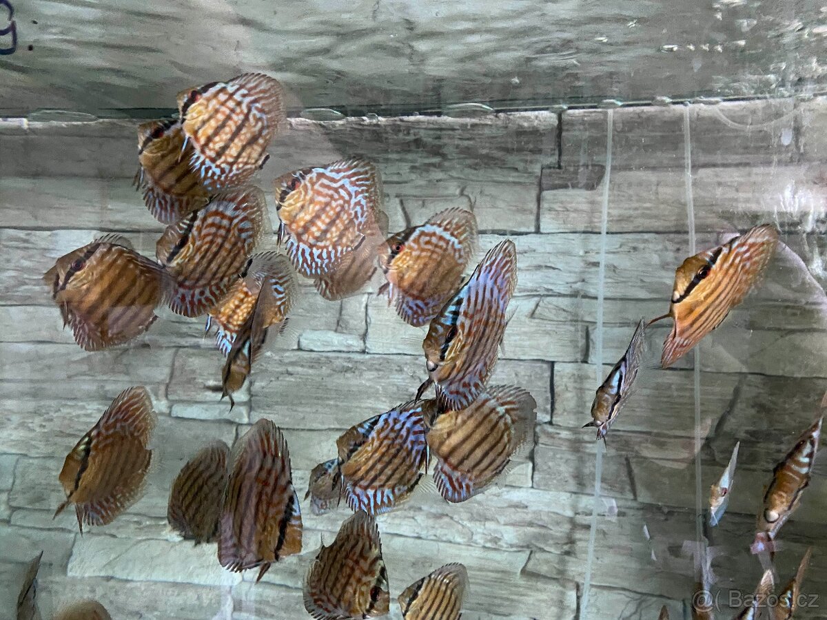 Discus, terčovci RED Tyrkys - 11