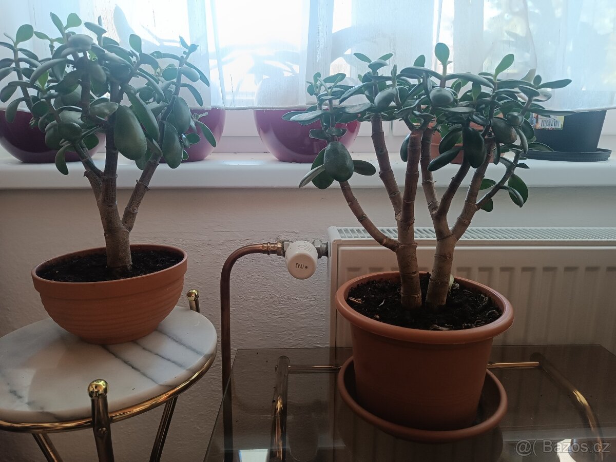 Prodám tlustice + palmy + jiné rostliny - 11