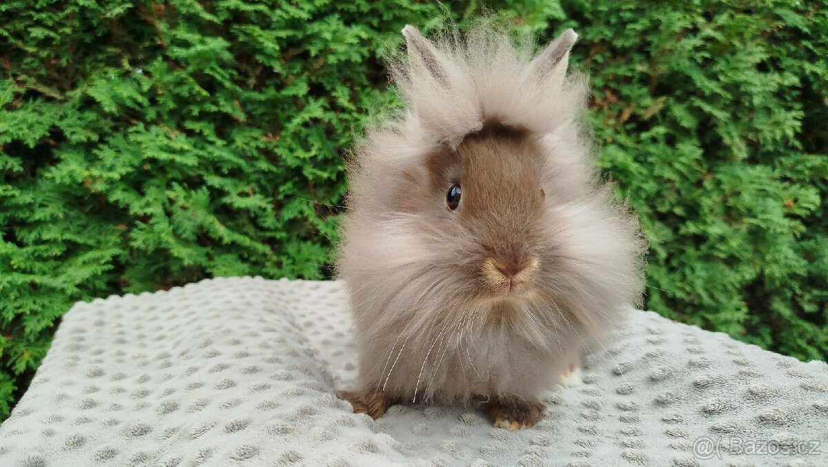 Zakrslý králík, králíček -(lvíček)-NATANIEL - 11
