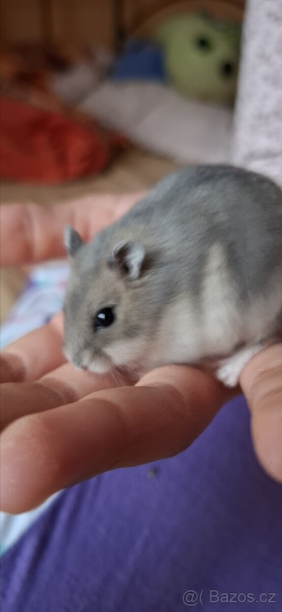 Křeček džungarský - 11