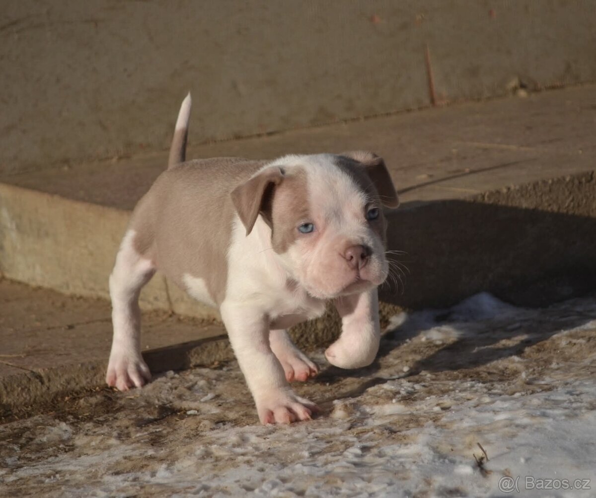 American bully pocket / standard - 11