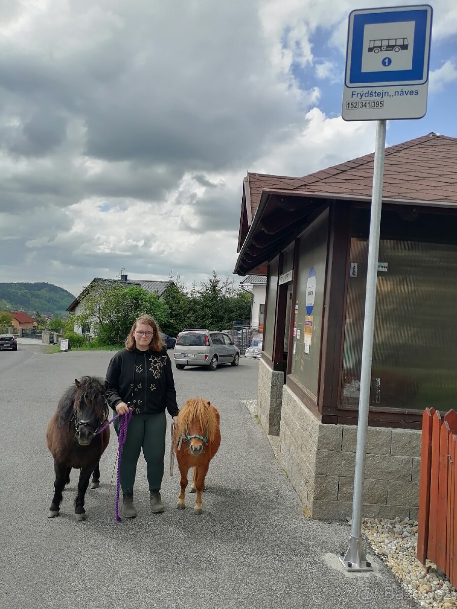 Pronájem pony - 11