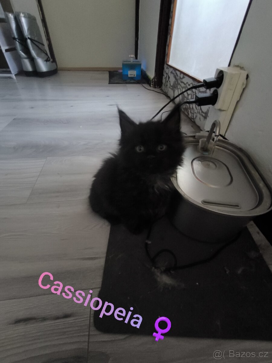 Mainská mývalí koťátka s PP - 11