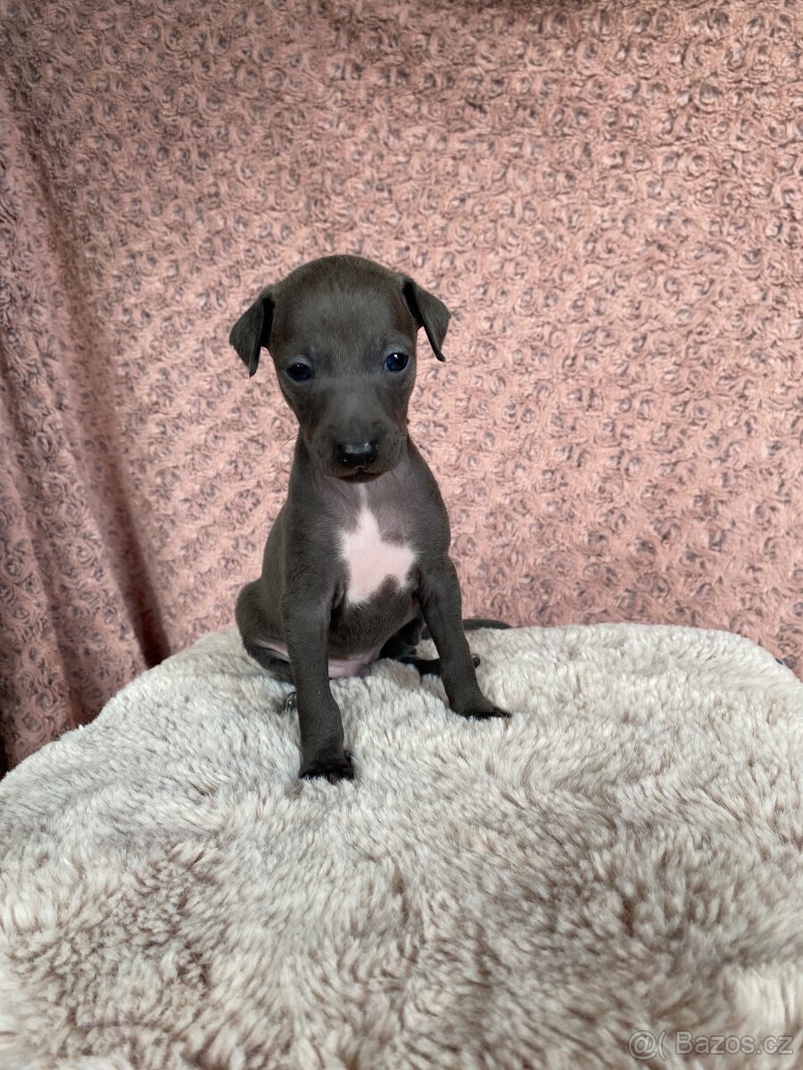 Italský chrtík - 11