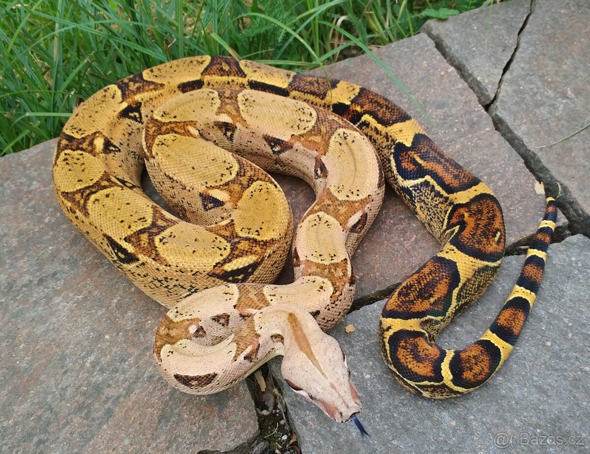 Boa imperator - Keltic VPI Sunglow, Aztec VPI Sunglow - 11