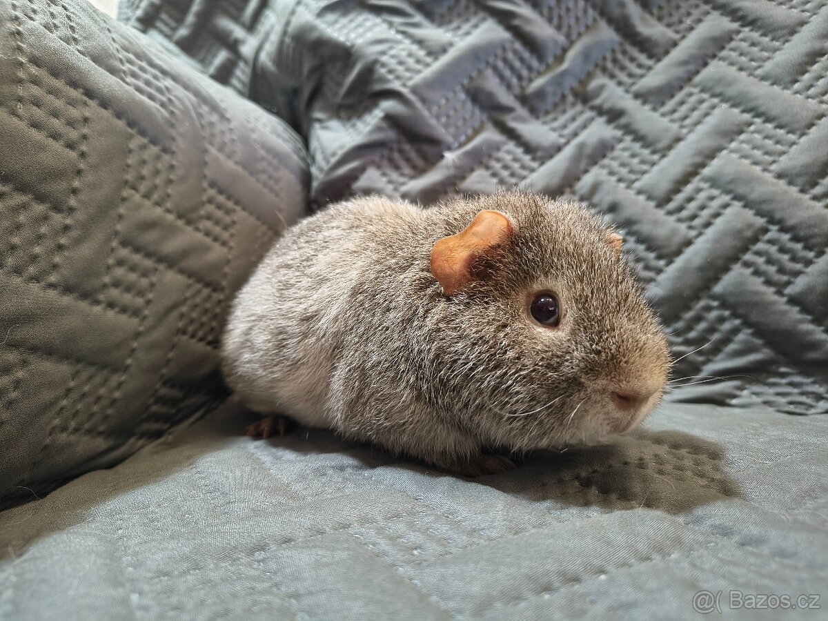 Morče samec hladký a US Teddy - 11