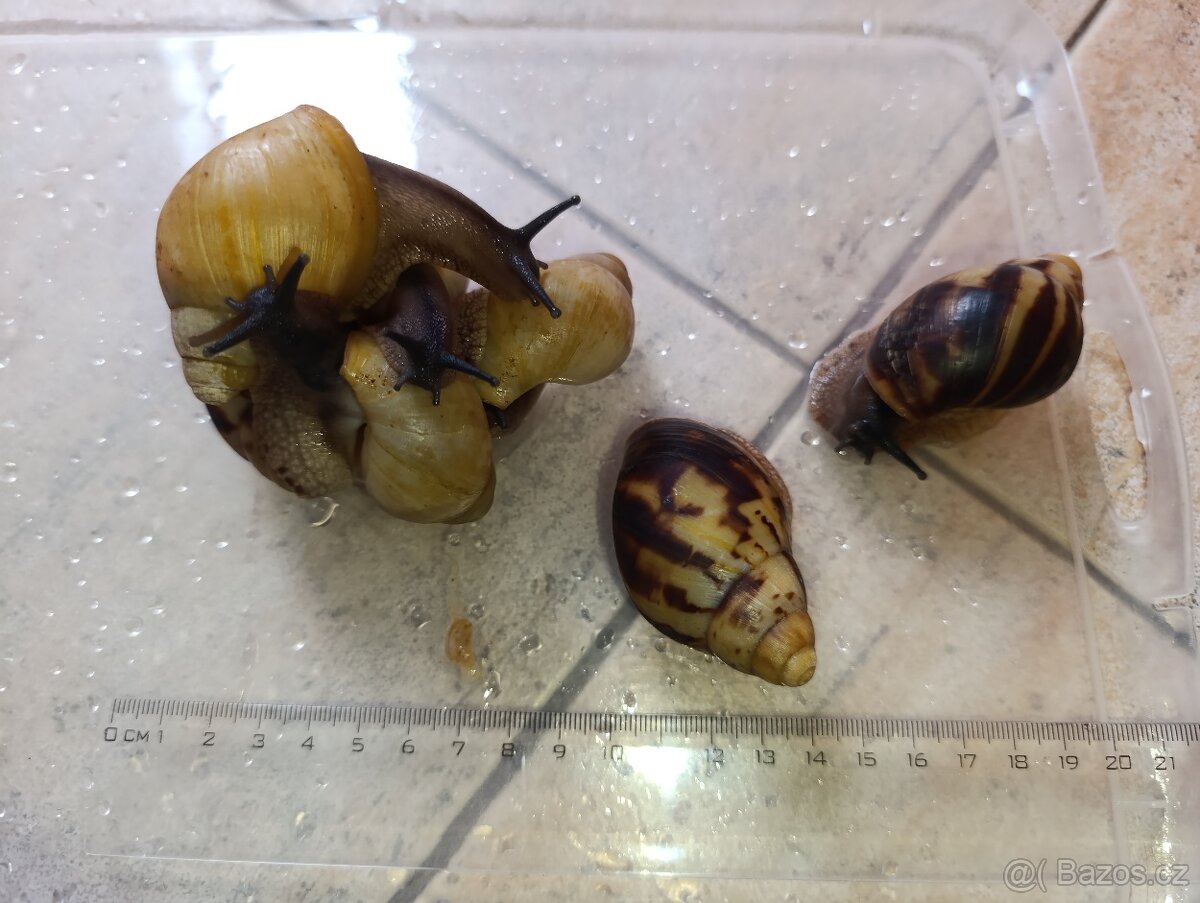 Archachatina marginata candefacta Cameroon - 11