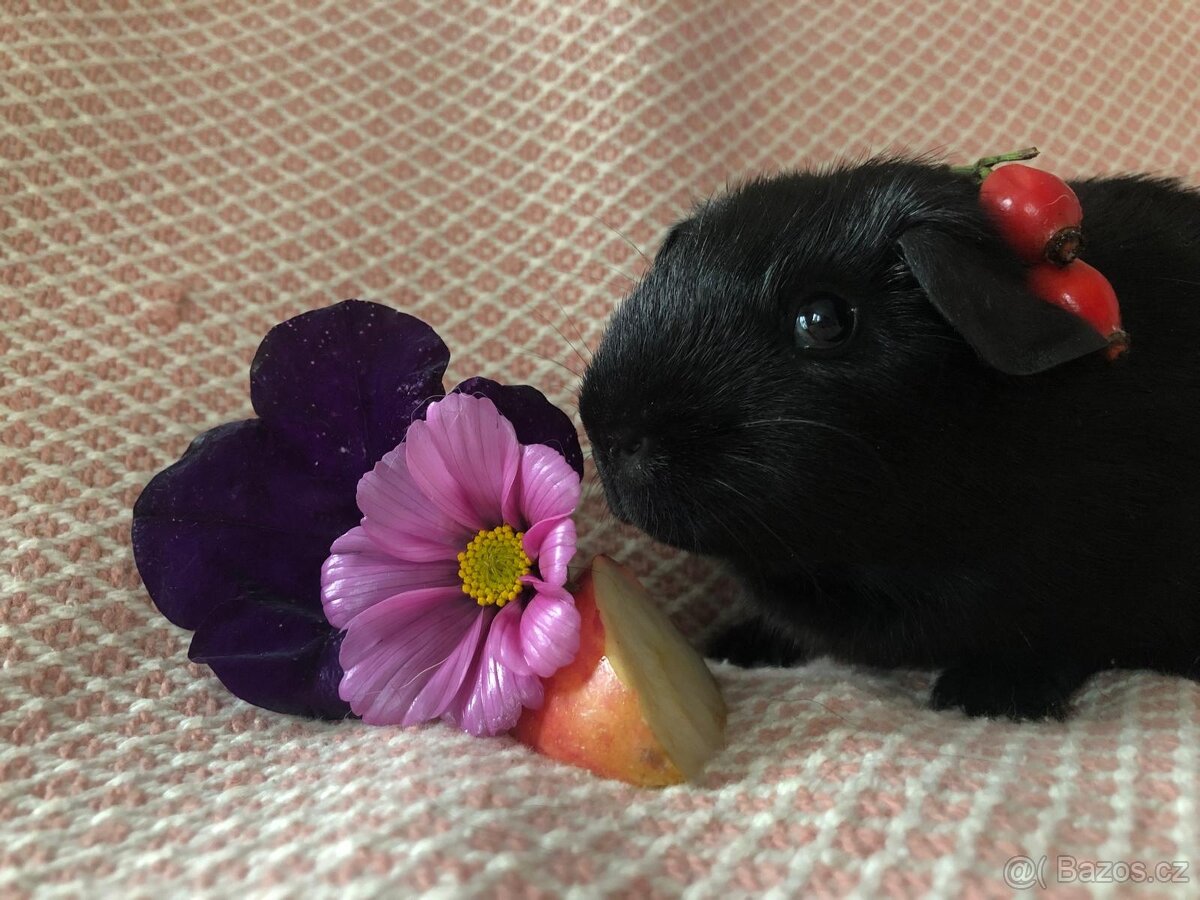 Morče - morčátko - 11