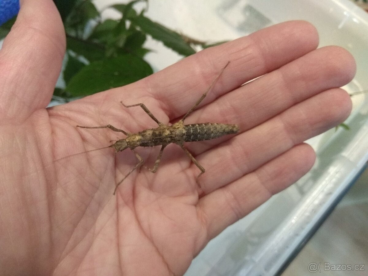 Strašilky a pakobylky - 11