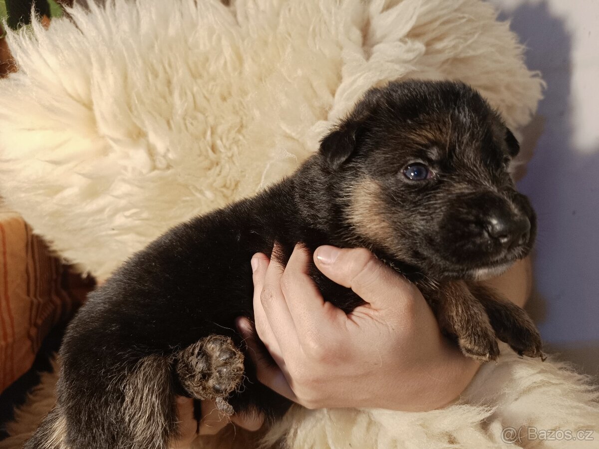 ŠTĚŇATA NĚMECKÉHO OVČÁKA TYPU REX - 11
