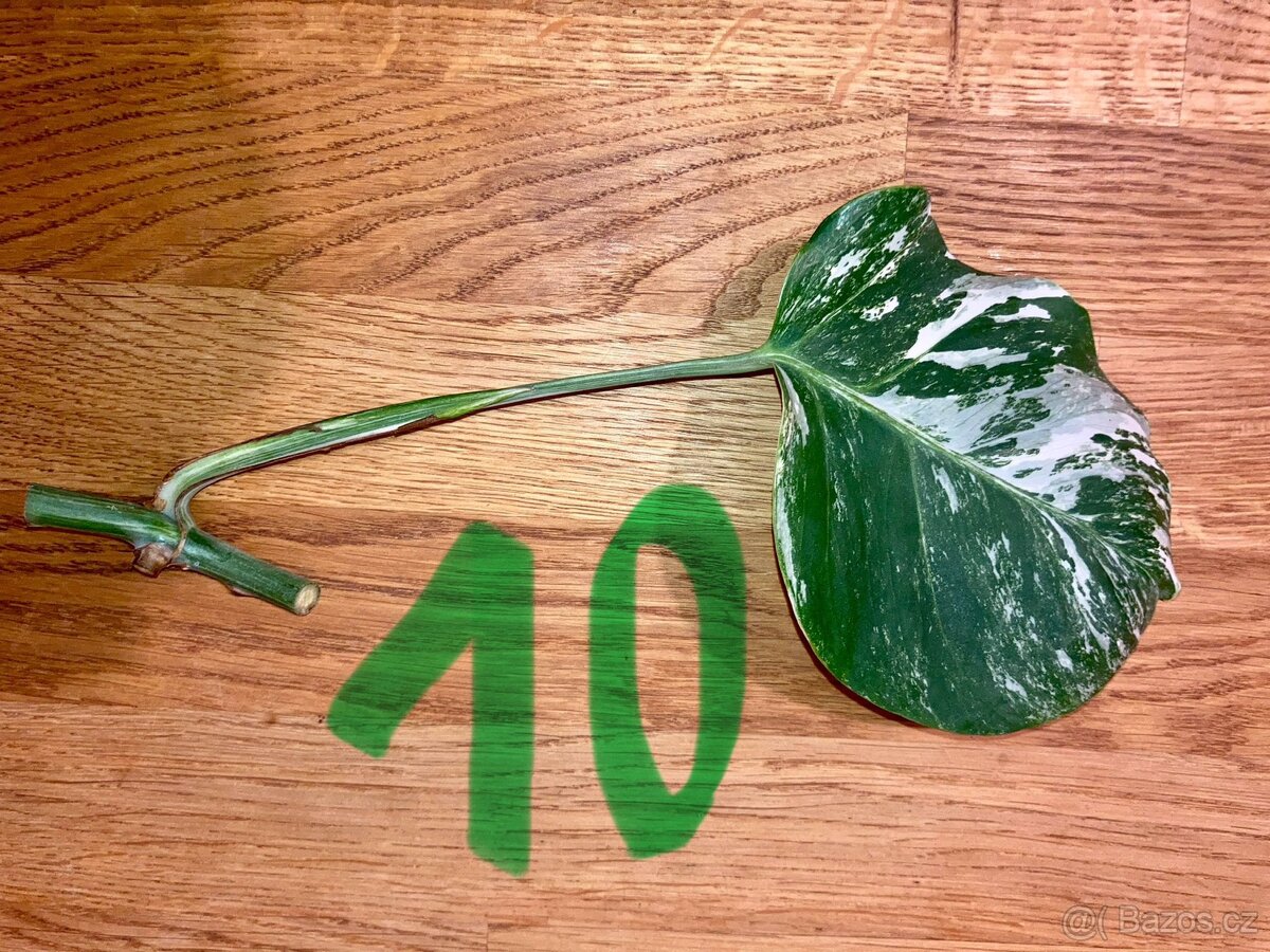 VYPRODÁNO Monstera albo variegata panašovaná bílá deliciosa - 11