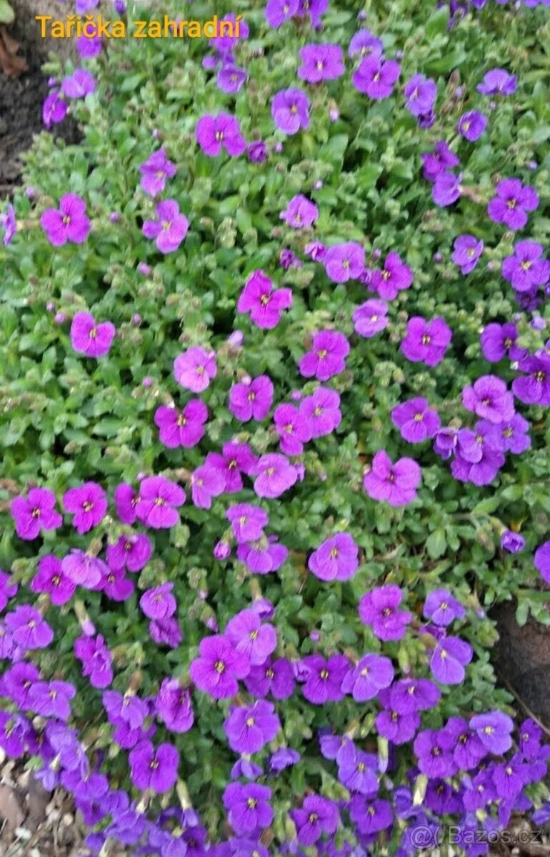 Rozchodníky, trvalky - 11