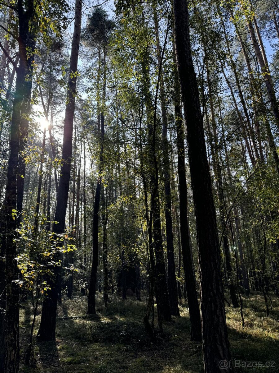 Prodám lesní pozemek v k.ú. Žichlice u Hromnic - 11