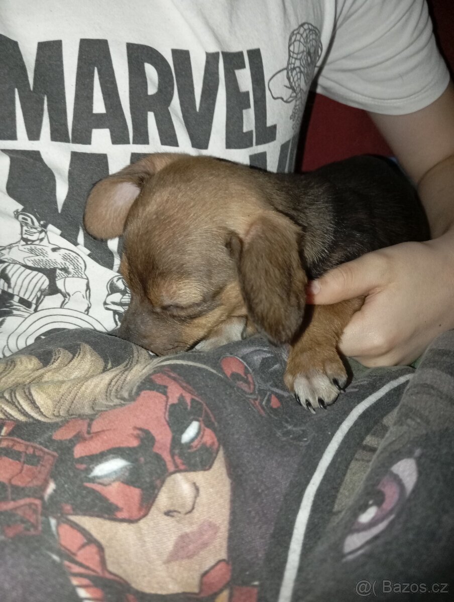 Štěňátka - 11