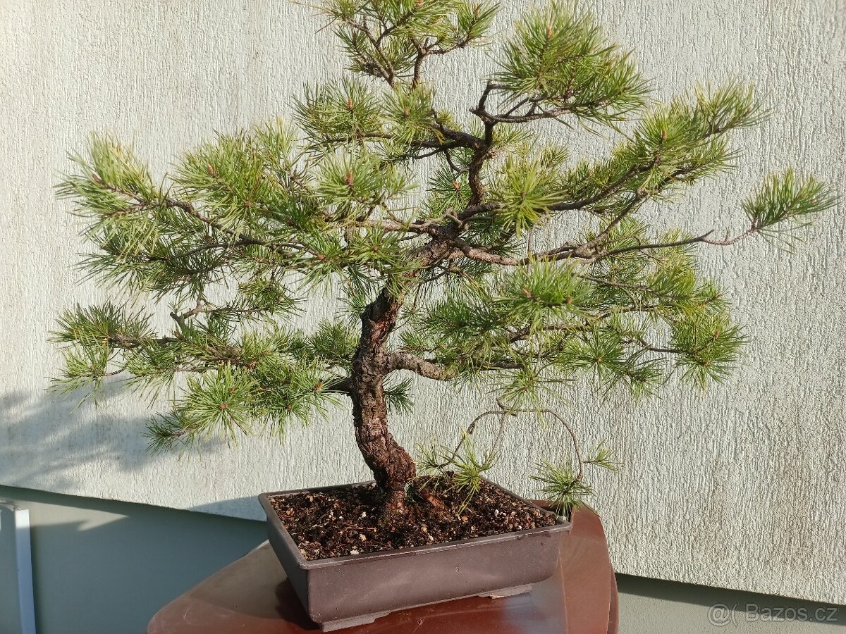bonsai, bonsaj - 11
