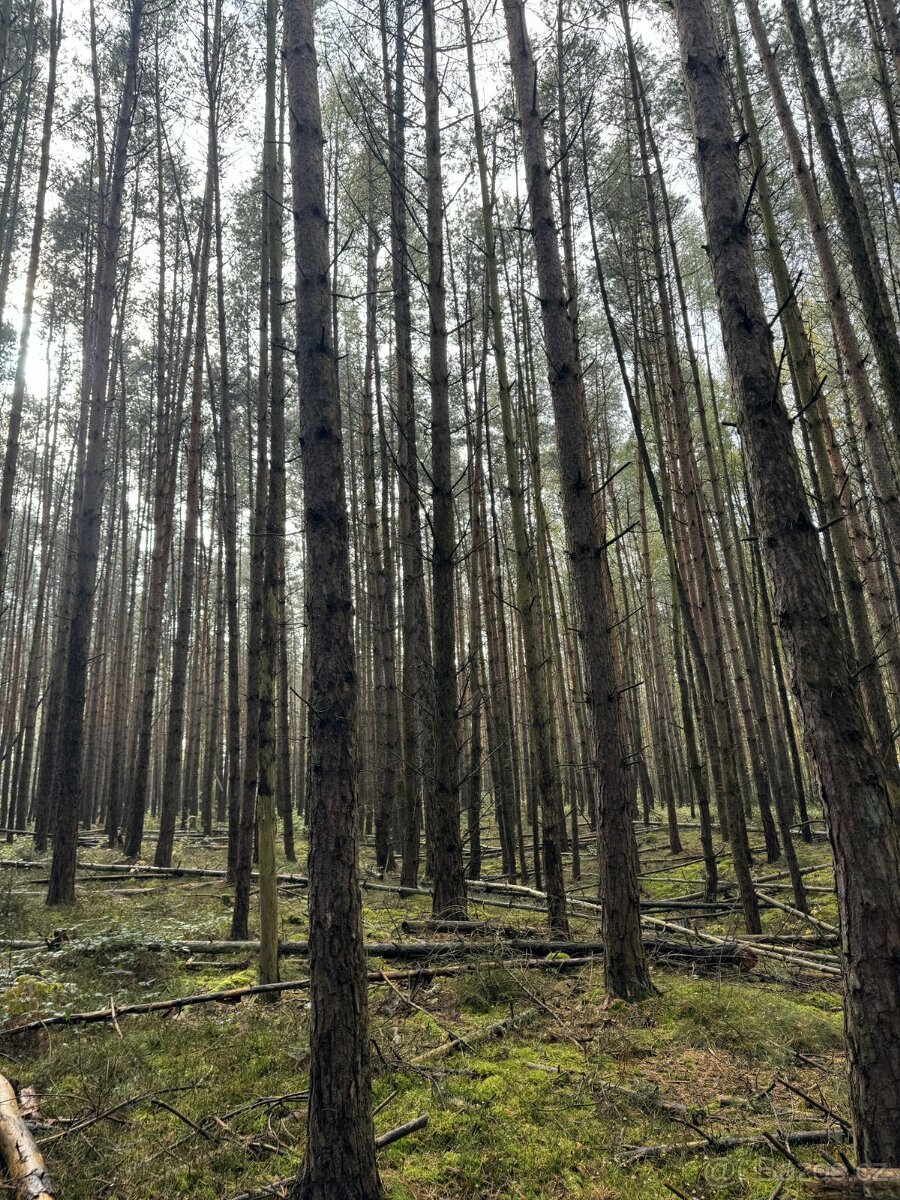 Prodám lesní pozemek v katastrálním území Žichlice u Hromnic - 11