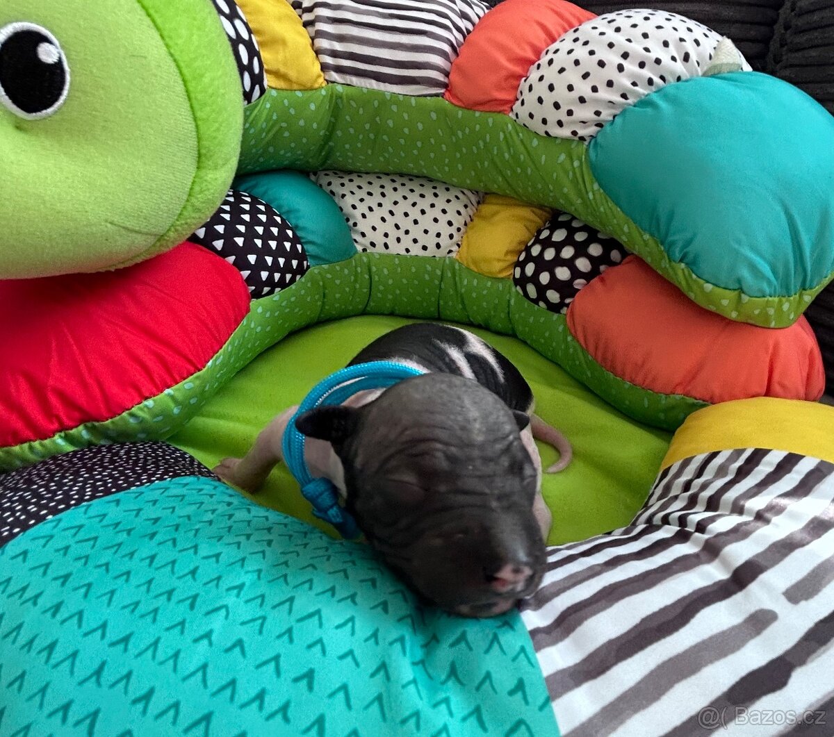Americký bezsrstý teriér - 11