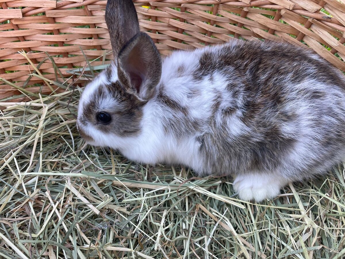 Zakrslí králíčci - 11