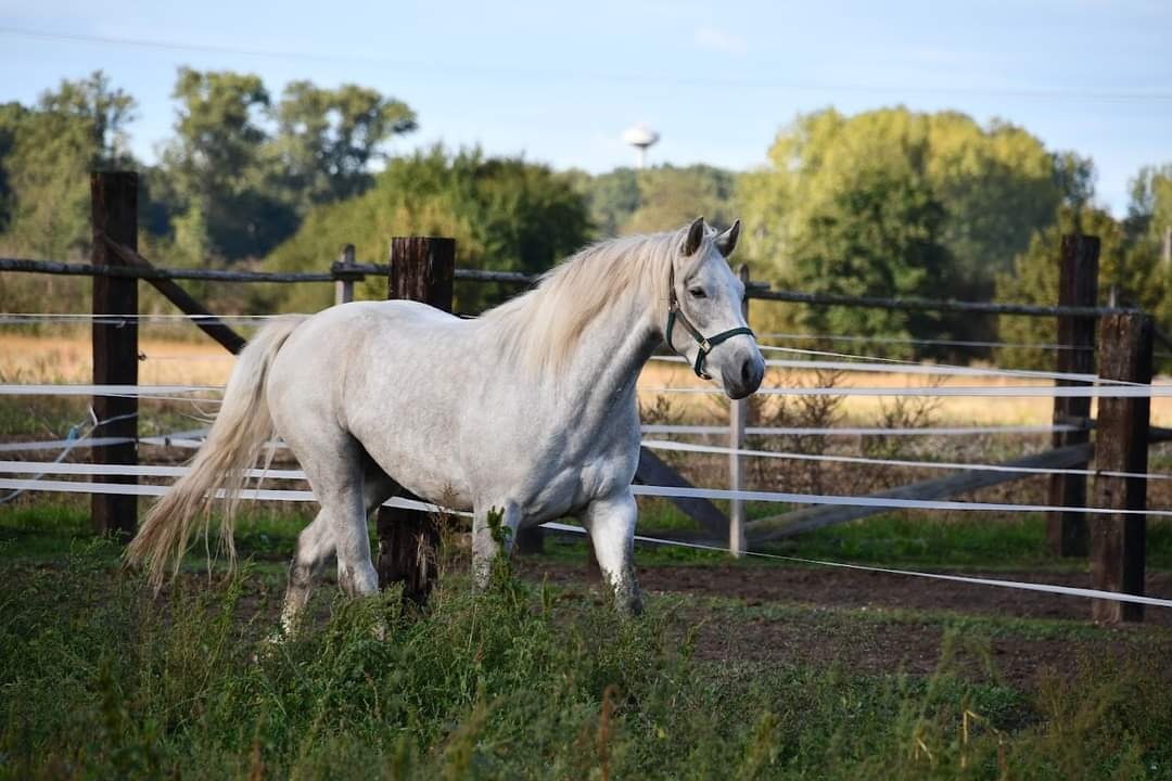 Nádherný valach na všechno:-) - 11