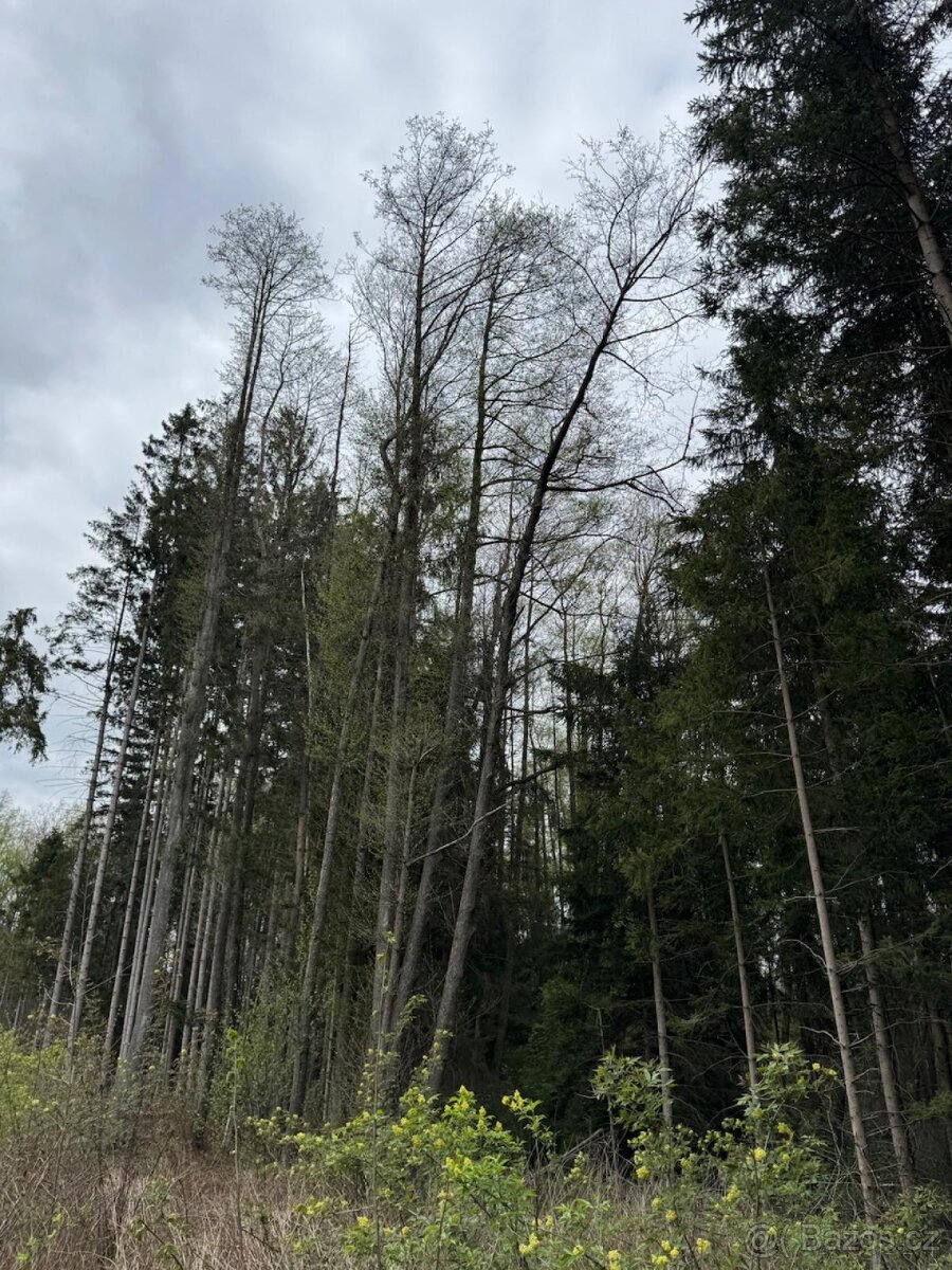 Prodám lesní pozemek v k.ú. Bednáreček - 11