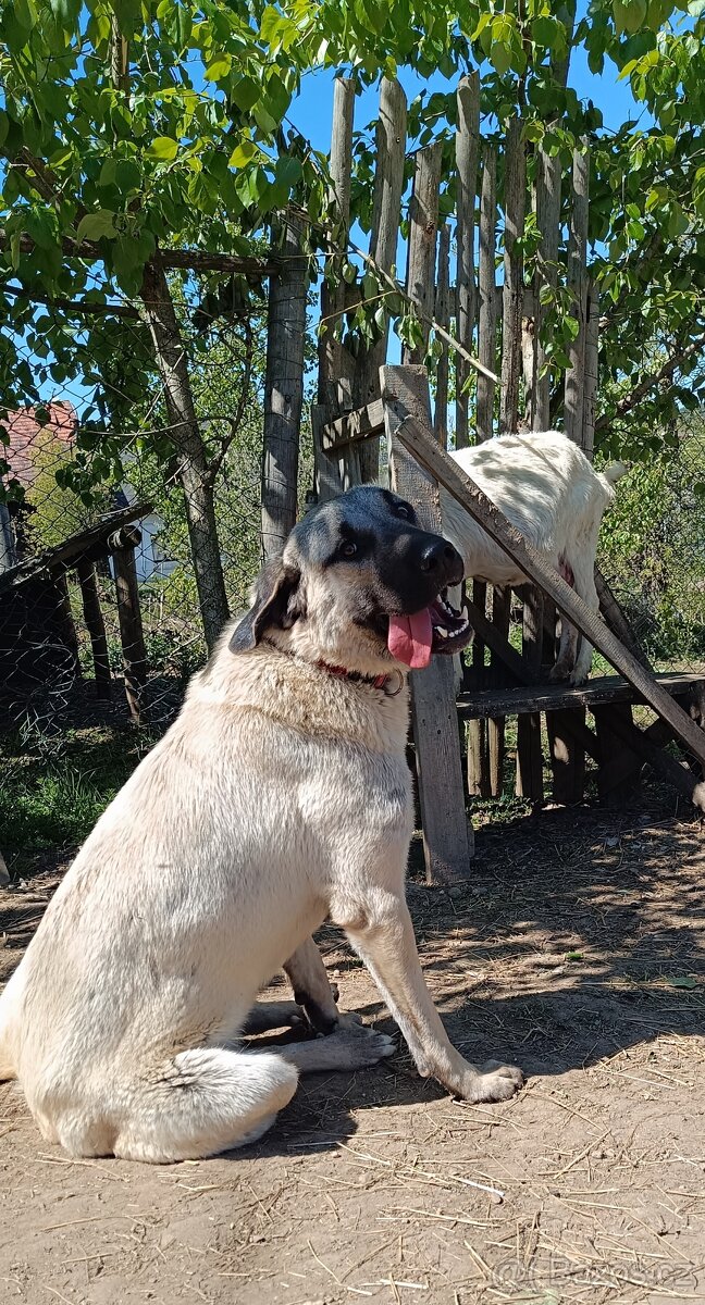 Kangalský pastevecký pes- štěňátka s pp - 11