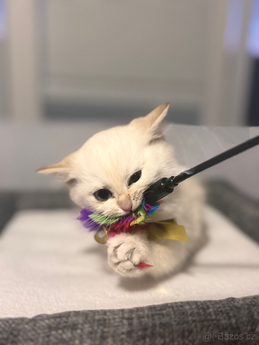 Britska koťata - 11