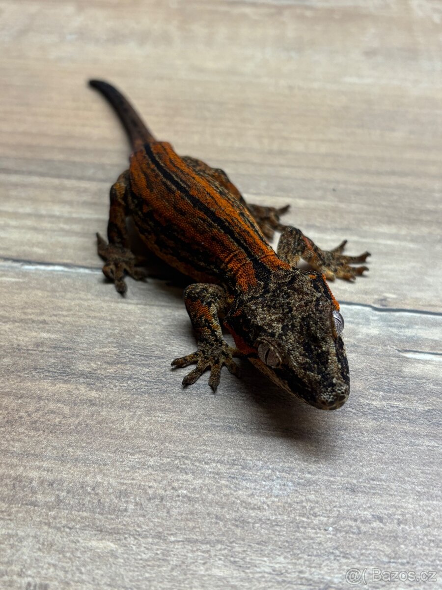 pagekon hrbolkohlavý,pagekon řasnatý - 11