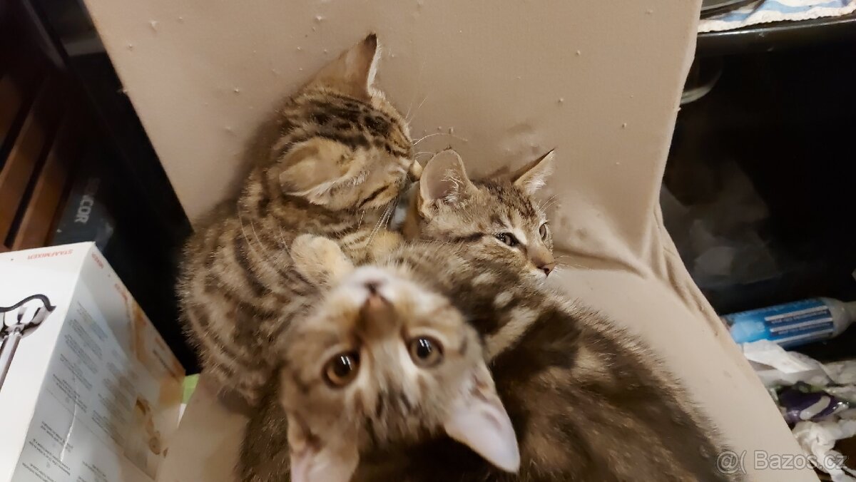 Daruji 2 koťátka (2 holky) - 11