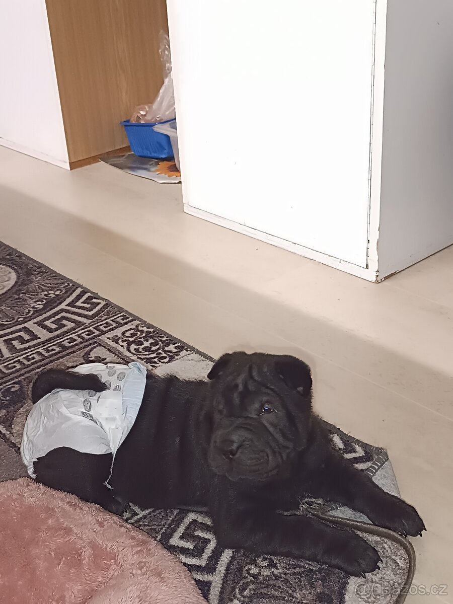 Šarpej 3 měsíce. - 11