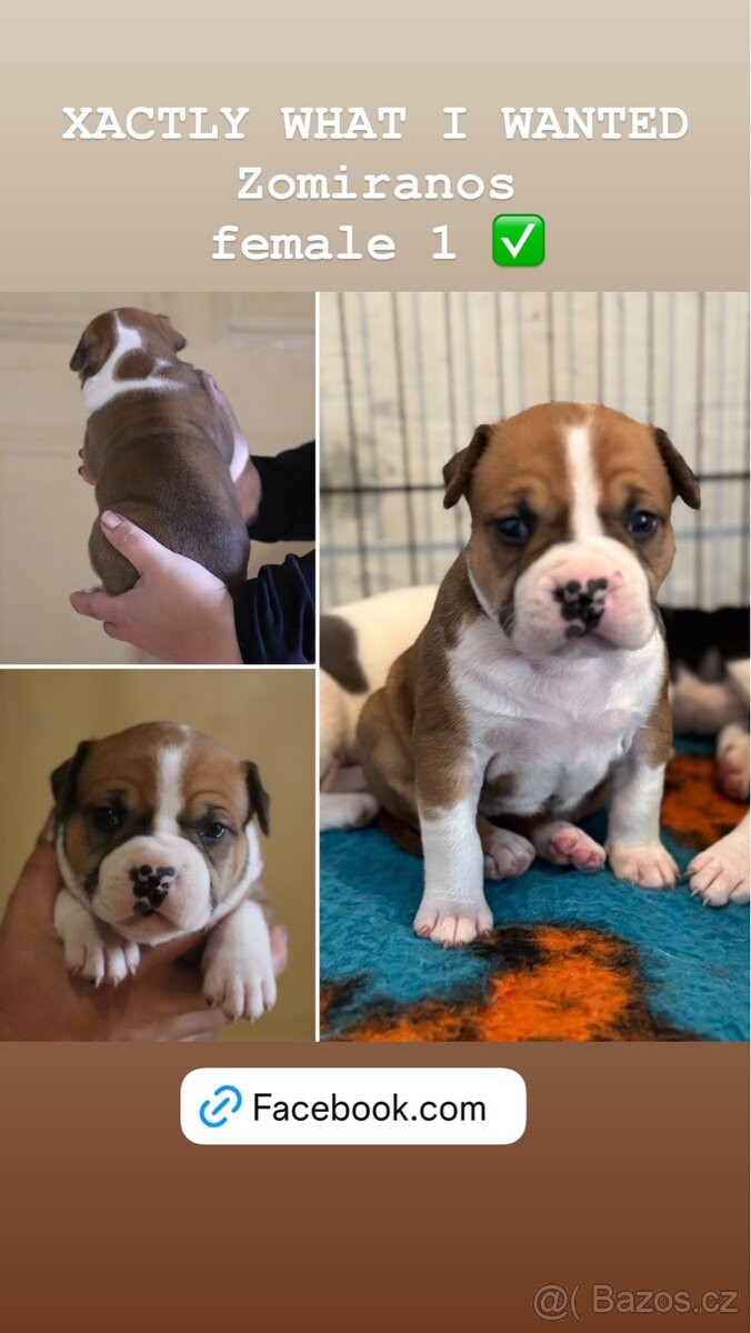 Americký stafordšírský teriér s PP fenka 1 - 11