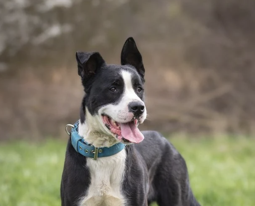 Kříženec molose - 11